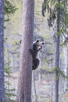 Kajaani: Europe, Finlande, ours brun (Ursus arctos horribilis)