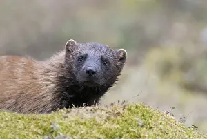 Gulo: Europe, Finlande, de Kuhmo, Kajaani