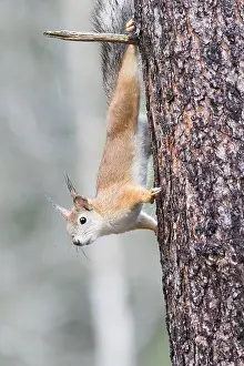 Kajaani: Europe, Finlande, de Kuhmo, Kajaani