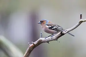 Fringilla: Europe, Finlande, de Kuhmo, Kajaani