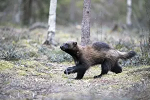 Gulo: Europe, Finlande, de Kuhmo, Kajaani
