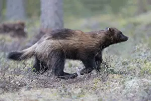 Gulo: Europe, Finlande, de Kuhmo, Kajaani