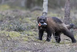 Gulo: Europe, Finlande, de Kuhmo, Kajaani