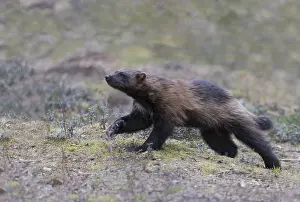 Gulo: Europe, Finlande, de Kuhmo, Kajaani