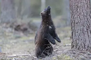 Gulo: Europe, Finlande, de Kuhmo, Kajaani