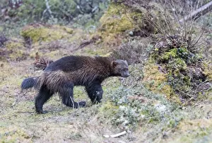 Gulo: Europe, Finlande, de Kuhmo, Kajaani