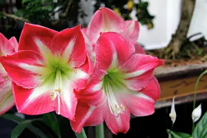 Market: Europe, France, Paris. Amaryllis flowers