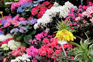 Oiseaux: Europe, France, Paris. Flowers in the Marche