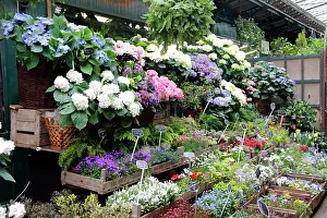 Oiseaux: Europe, France, Paris. Flowers in the Marche