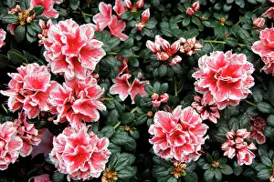 Oiseaux: Europe, France, Paris. Flowers in the Marche