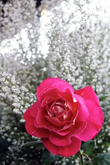 Kymri: Europe, France, Paris. Rose and Baby's Breath