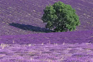Sault: Europe, France, Provence, Sault, Lavender
