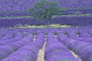 Sault: Europe, France, Provence, Sault, Lavender