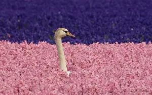 Edwards: Europe, Holland, Swan nesting and alert