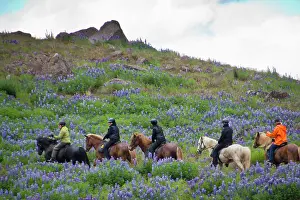 Rider: Europe; Iceland; horseback riders among