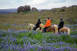 Rider: Europe, Iceland, horseback riders in lupin