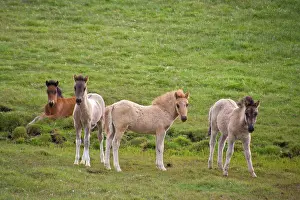 Beginning: Europe, Iceland, Icelandic ponies in green