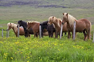 Loeken: Europe, Iceland, Islandic horses standing