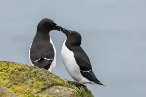 Razorbills: Europe, Iceland, Latrabjarg. Pair of razorbills