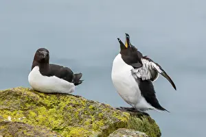 Latrabjarg: Europe, Iceland, Latrabjarg. Razorbill male