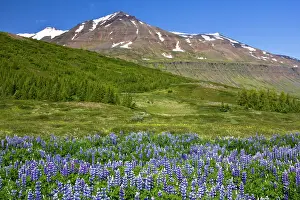 Lupin: Europe, Iceland, scenic landscape of lupin