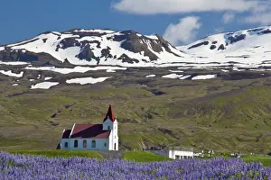 Lupin: Europe, Iceland, Snaefellsnes Peninsula