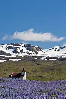 Lupin: Europe, Iceland, Snaefellsnes Peninsula