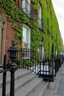 Step: Europe, Ireland, Dublin. Ivy growing on