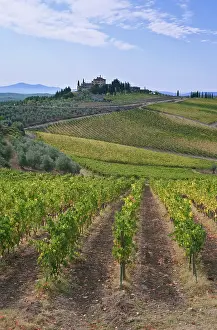 Chianti: Europe, Italy, Tuscany, Chianti, Vineyard