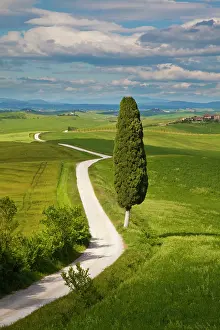 Fertility: Europe, Italy, Tuscany. Icon Lone Tree and