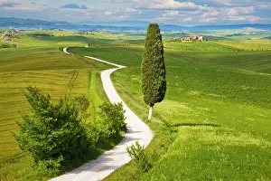 Fertility: Europe, Italy, Tuscany. Icon Lone Tree and
