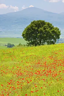 Productivity: Europe, Italy, Tuscany. Poppy Field and