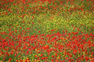 Fertility: Europe, Italy, Tuscany. Poppy Fields In