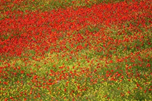 Fertility: Europe, Italy, Tuscany. Poppy Fields In