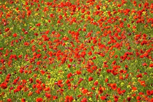 Fertility: Europe, Italy, Tuscany. Poppy Fields In