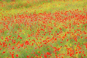 Fertility: Europe, Italy, Tuscany. Poppy Fields In