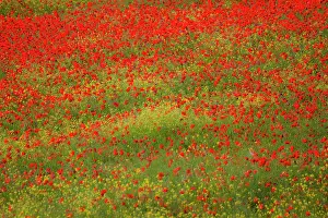 Fertility: Europe, Italy, Tuscany. Poppy Fields In