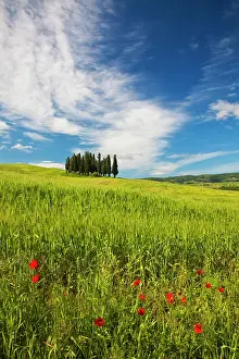 Productivity: Europe, Italy, Tuscany. Tuscan Hill Side
