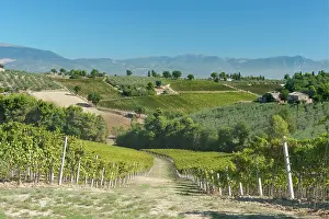 Umbria: Europe, Italy, Umbria, near Montefalco