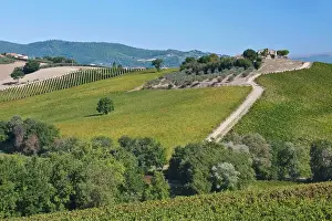 Umbria: Europe, Italy, Umbria, near Montefalco