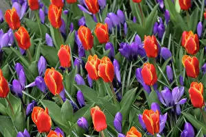 Connie: Europe, Netherlands, Keukenhof Gardens