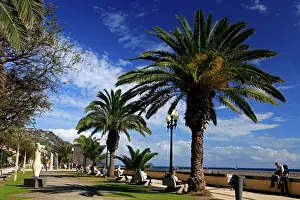 Palms: Europe, Portugal, Madeira. Harbor promenade