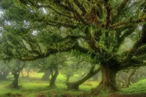 Laurel: Europe, Portugal, Madeira, laurel forest, laurel