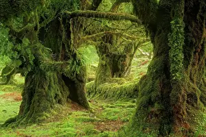 Laurel: Europe, Portugal, Madeira, laurel forest, laurel