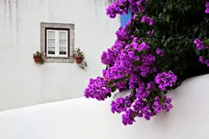 Julie: Europe, Portugal, Obidos. Beautiful bougainvillea