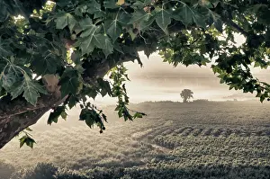 Obidos: Europe, Portugal, Obidos. Looking into the