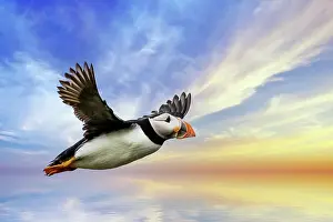 Fratercula: Europe, Scotland, Isle of May, puffin (Fratercula