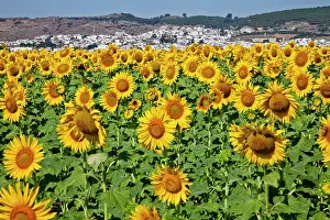 Ronda: Europe, Spain, Andalusia, Cadiz Province