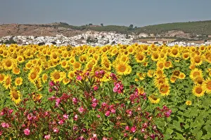 Julie: Europe, Spain, Andalusia, Cadiz Province