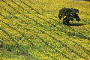 Julie: Europe, Spain, Andalusia, Cadiz Province